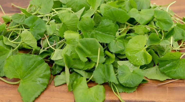 Gan Nhiễm Mỡ Nên Dùng Thảo Dược Gì?