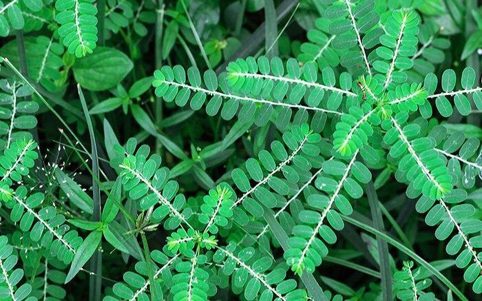 Gan Nhiễm Mỡ Nên Dùng Thảo Dược Gì?