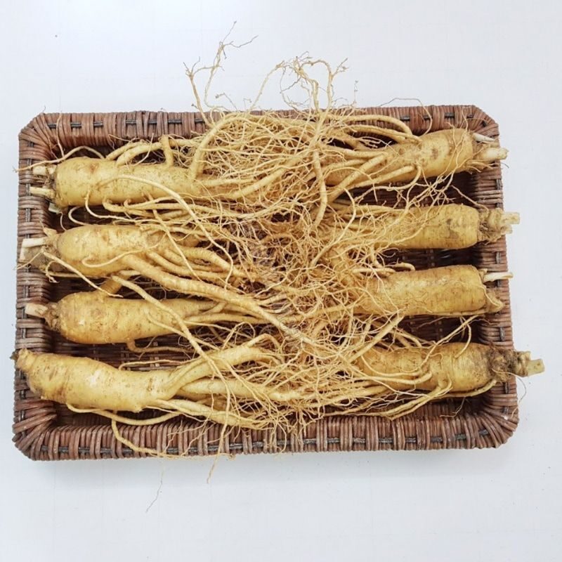 Tác Dụng Thực Sự Của Nhân Sâm Là Gì?