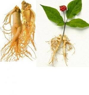 Tác Dụng Thực Sự Của Nhân Sâm Là Gì?