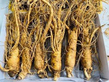 Tác Dụng Thực Sự Của Nhân Sâm Là Gì?