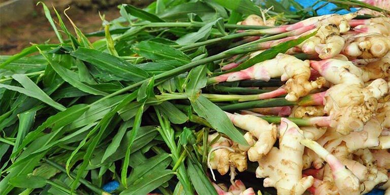 Tăng sức đề kháng bằng thảo dược có hiệu quả không?