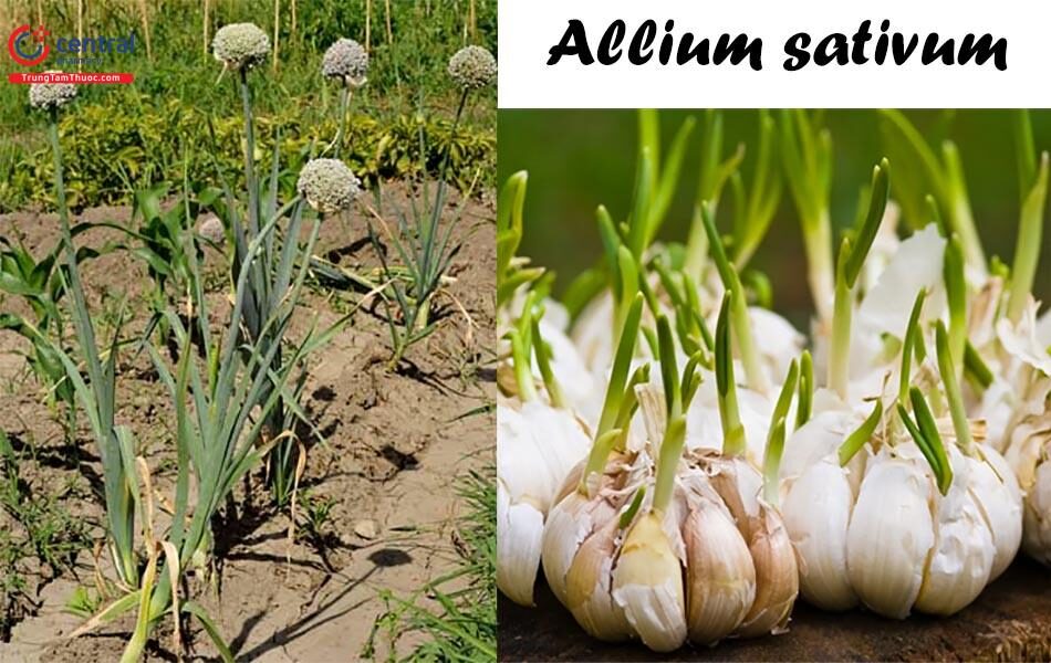 Tăng sức đề kháng bằng thảo dược có hiệu quả không?