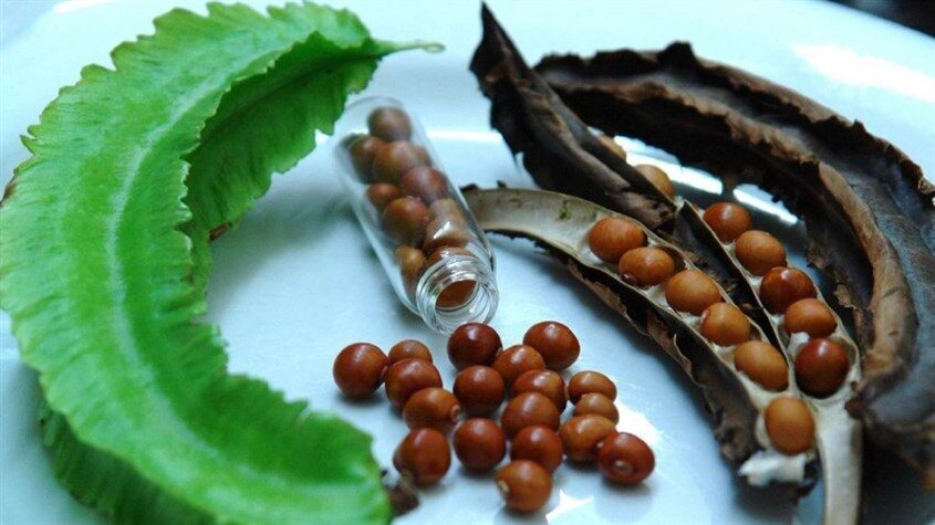 Thuốc Đông Y Chữa Đau Dạ Dày Có Hiệu Quả Không?